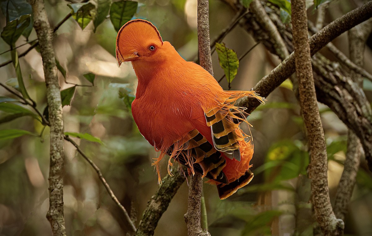 Guianan Cock-of-the-rock - ML623898253