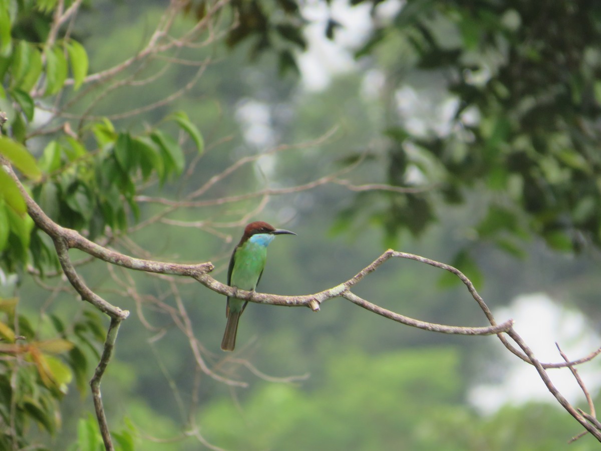 Blue-throated Bee-eater - ML623898258