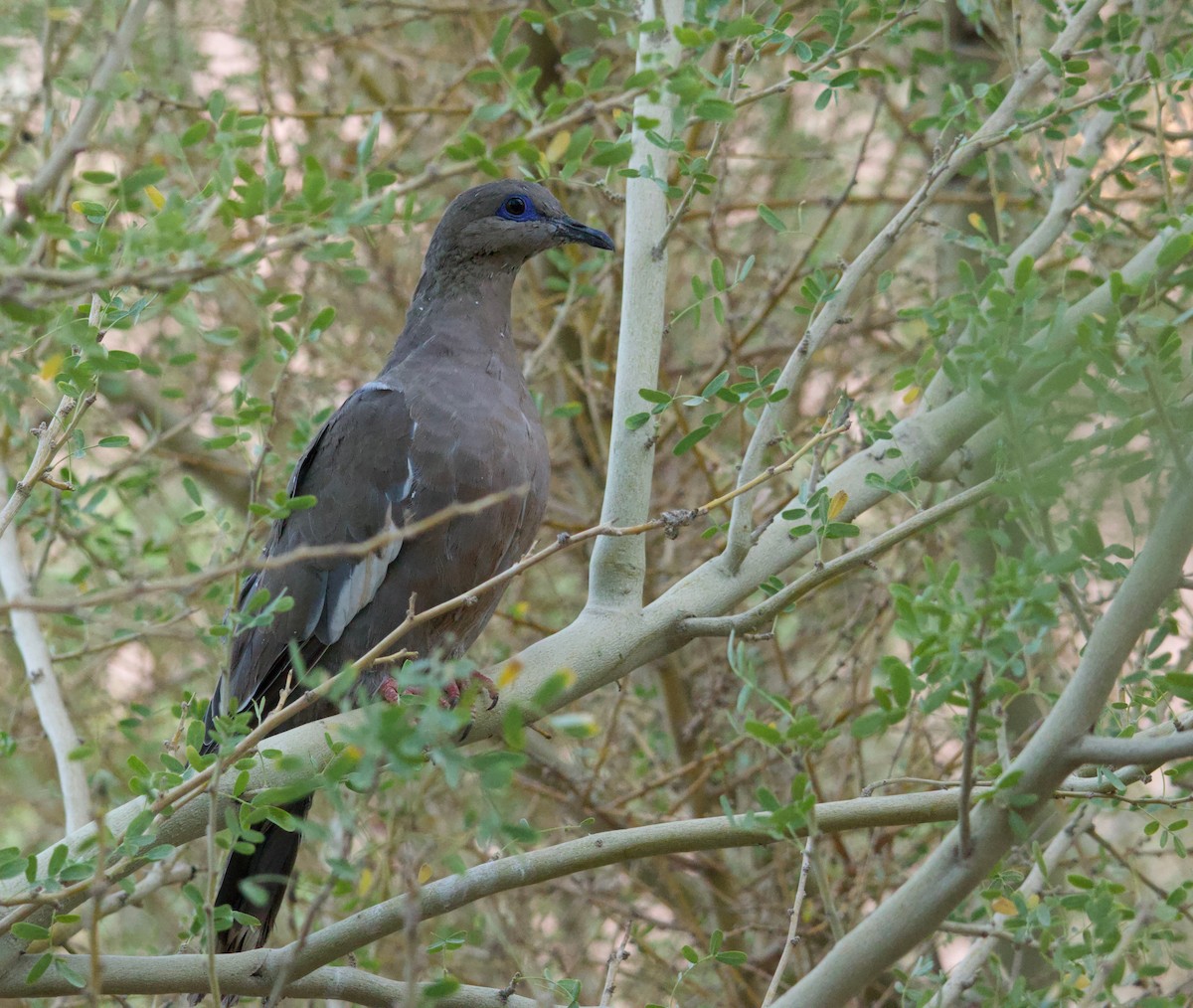 West Peruvian Dove - Benjamin Zerante