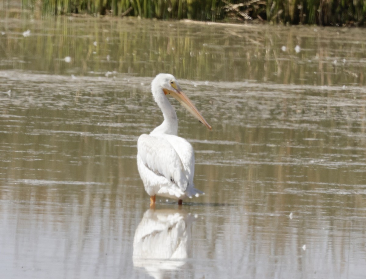 American White Pelican - ML623898265