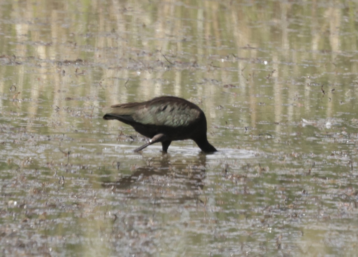 White-faced Ibis - ML623898273