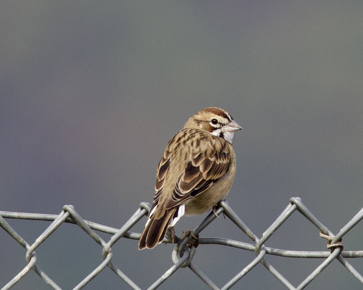 Lark Sparrow - ML623898279