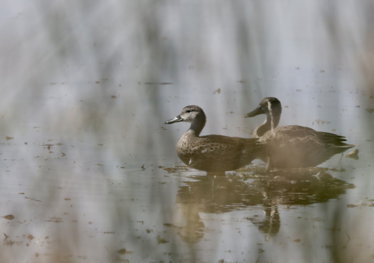 Blue-winged Teal - ML623898282