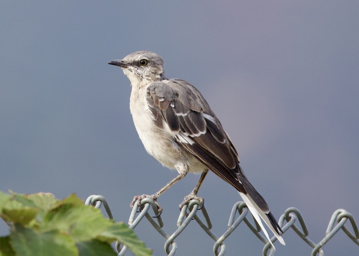 Northern Mockingbird - ML623898291