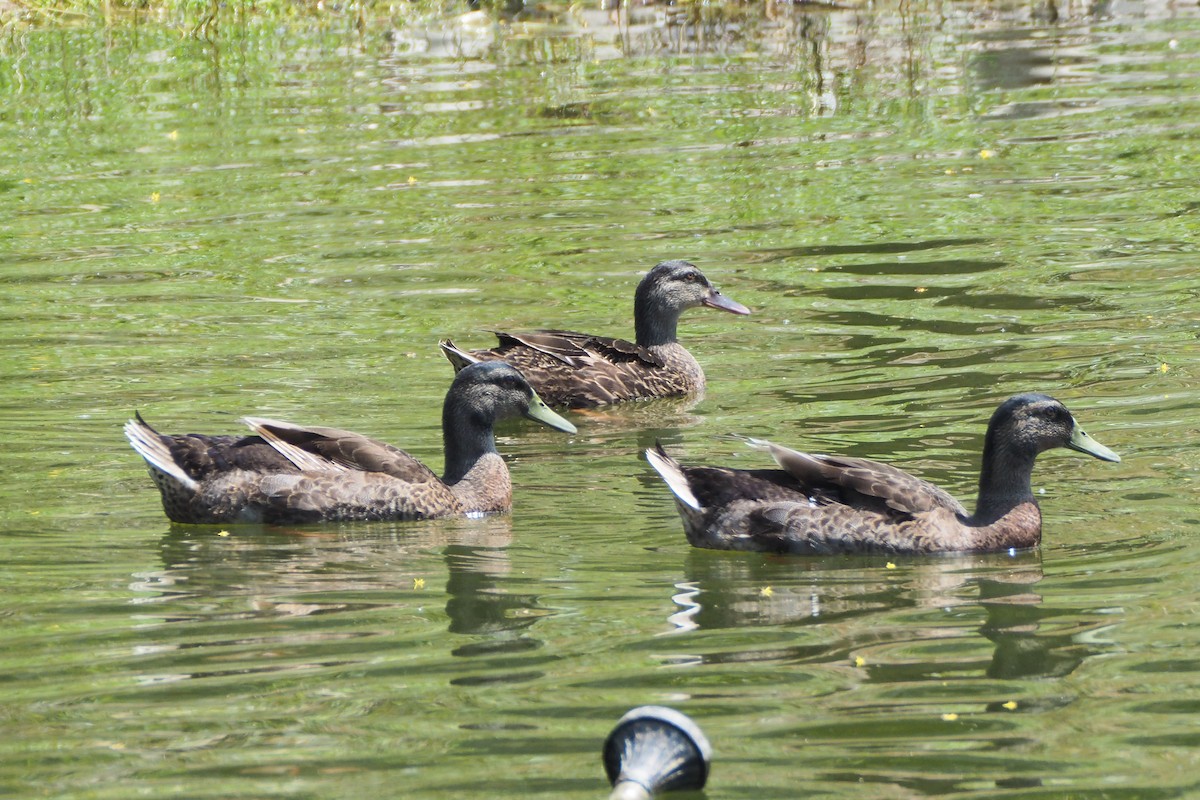 Mallard (Domestic type) - JIAHAO LIOU