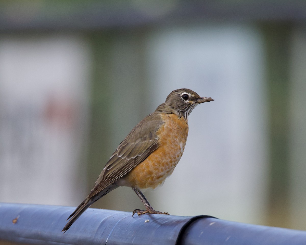 American Robin - ML623898302