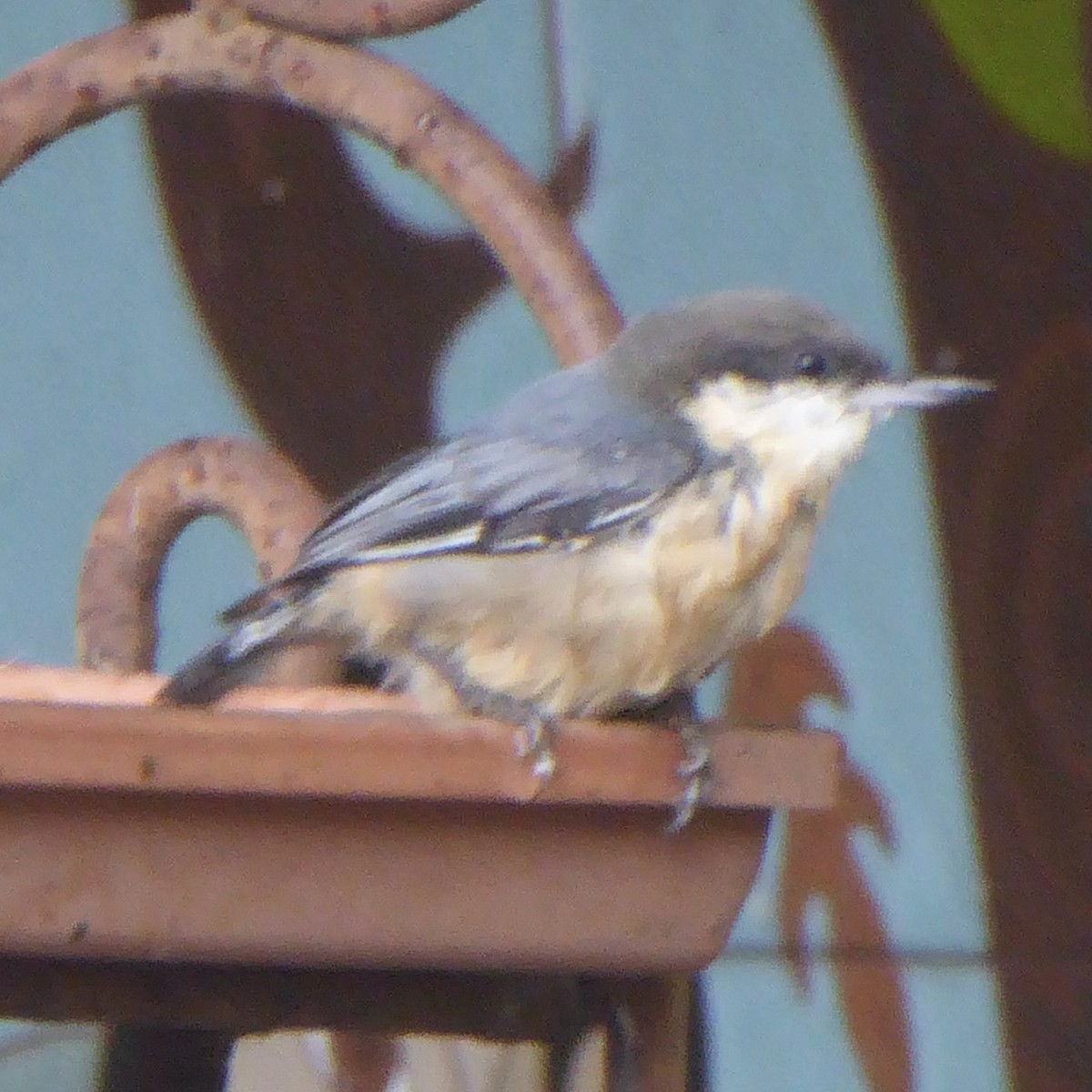 Pygmy Nuthatch - ML623898313