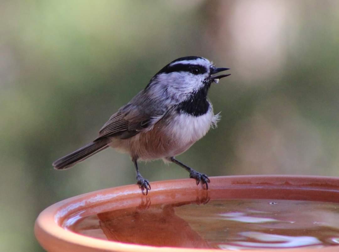 Mountain Chickadee - ML623898330