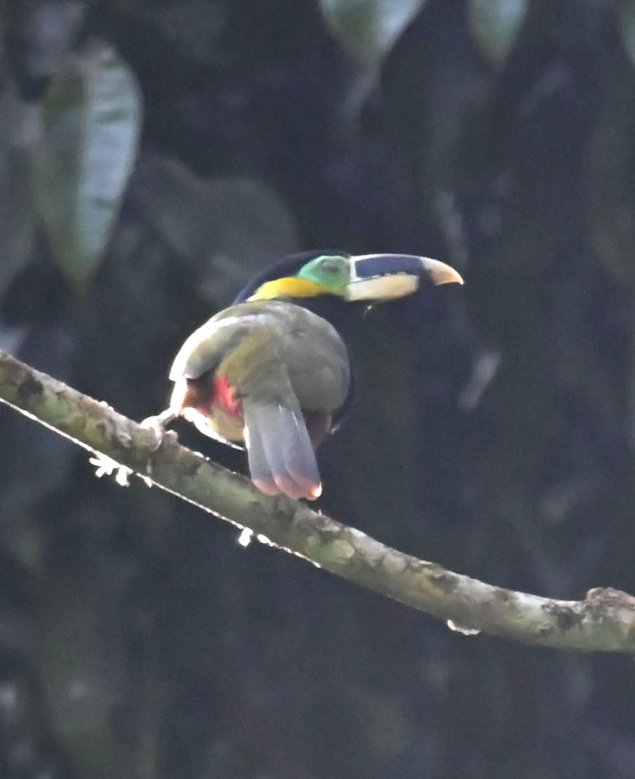 Gould's Toucanet - ML623898335