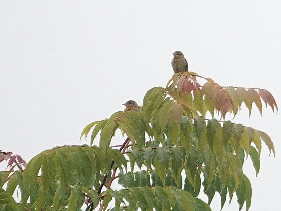 Yellow Bishop - ML623898341