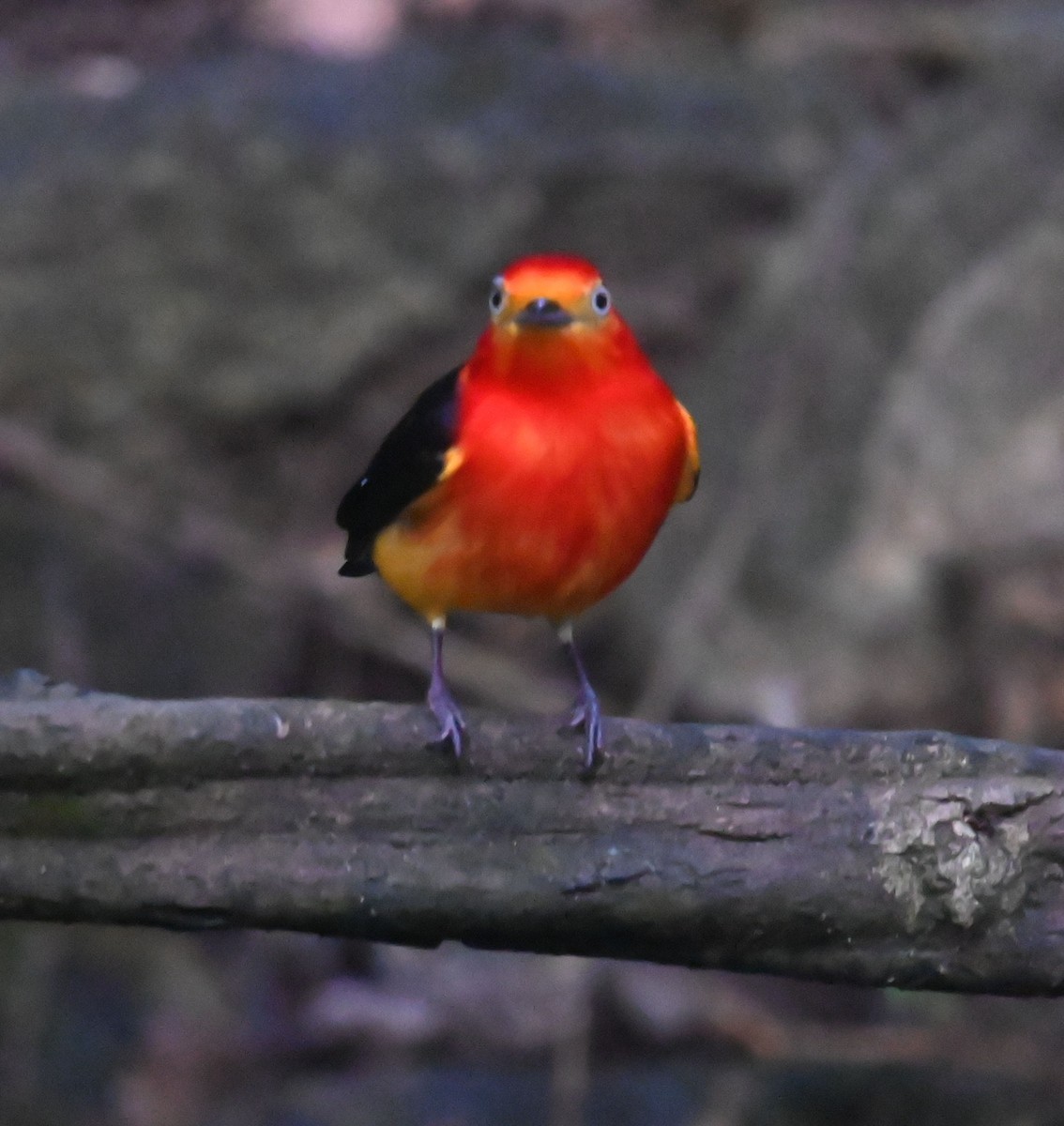 Band-tailed Manakin - ML623898352