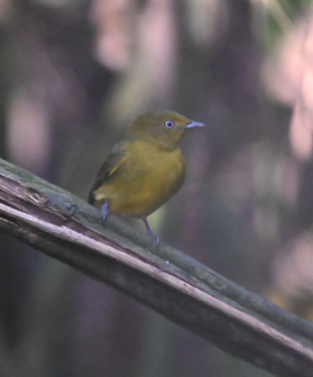 Band-tailed Manakin - Carol Thompson