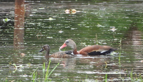 Blue-winged Teal - ML623898356