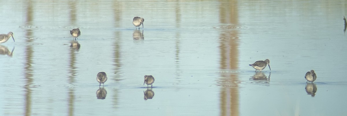 Stilt Sandpiper - ML623898363