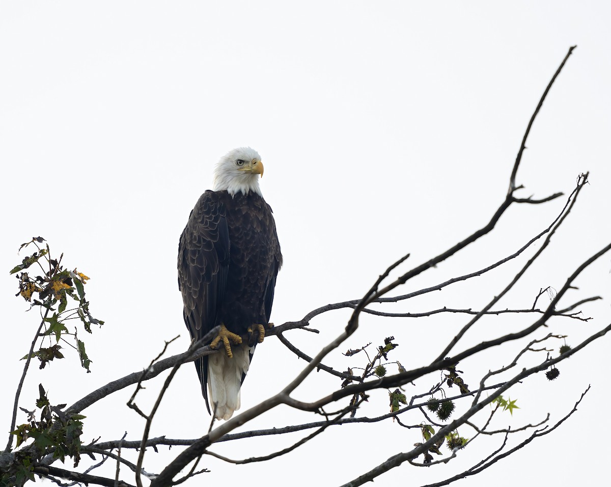 Bald Eagle - ML623898381