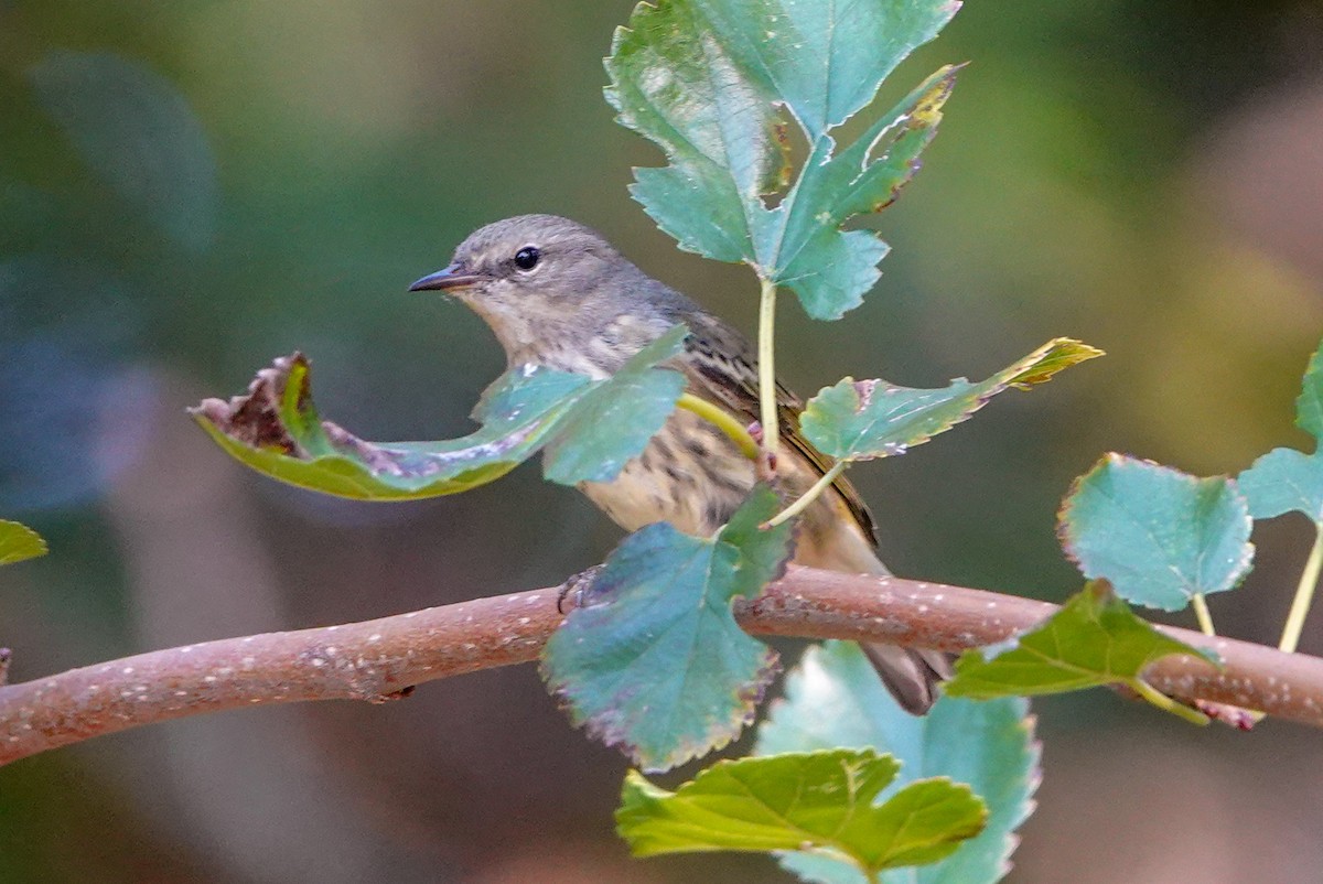 Cape May Warbler - ML623898395