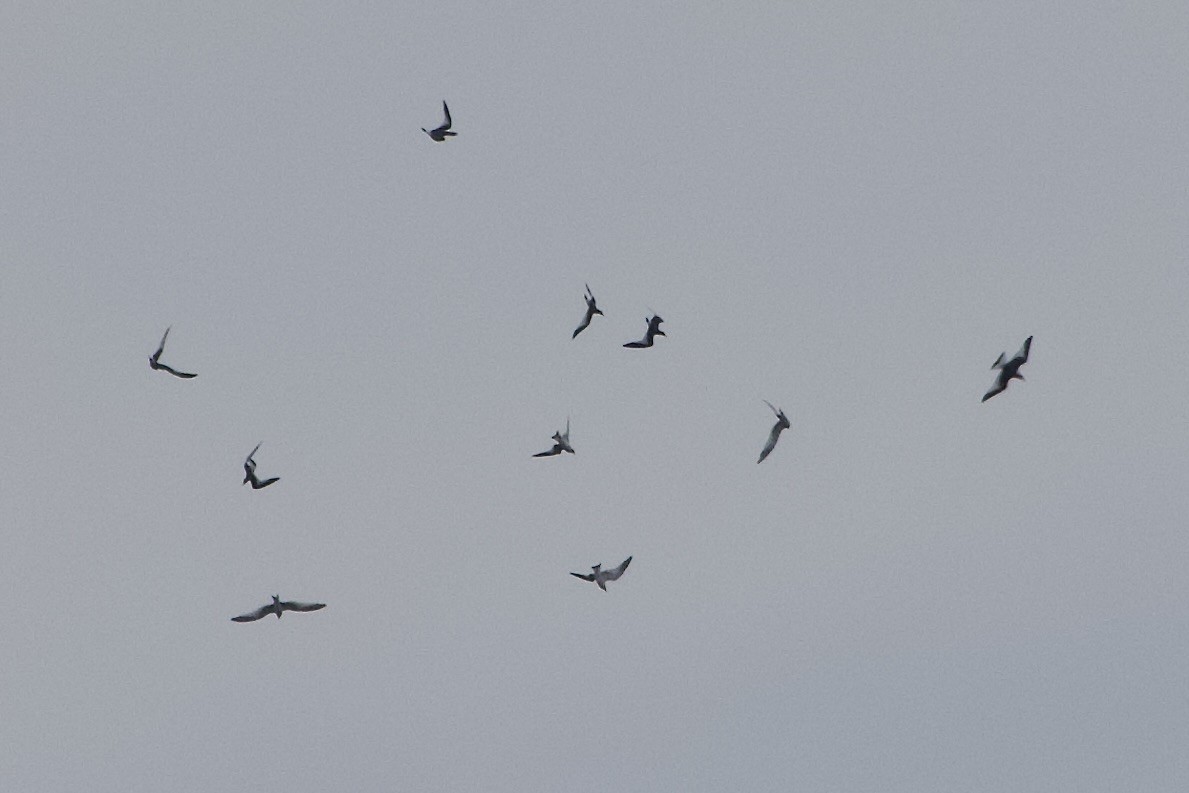 Sabine's Gull - ML623898399