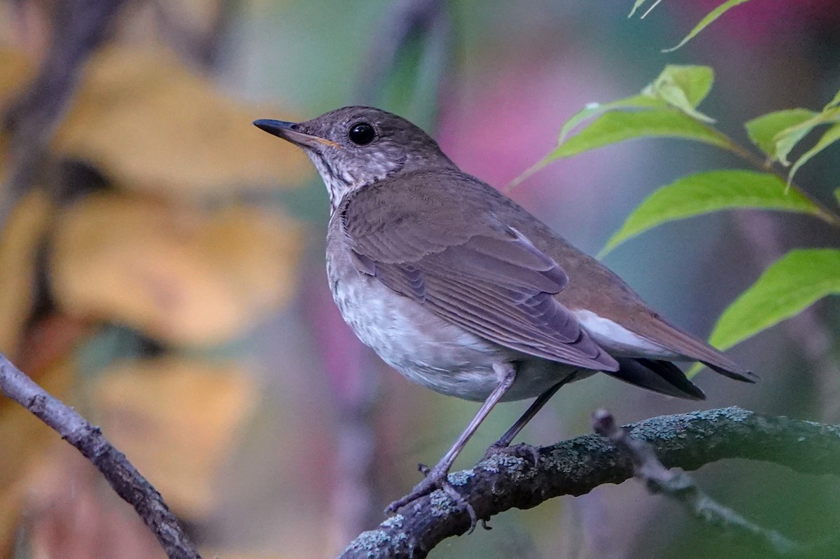 Gray-cheeked Thrush - ML623898401