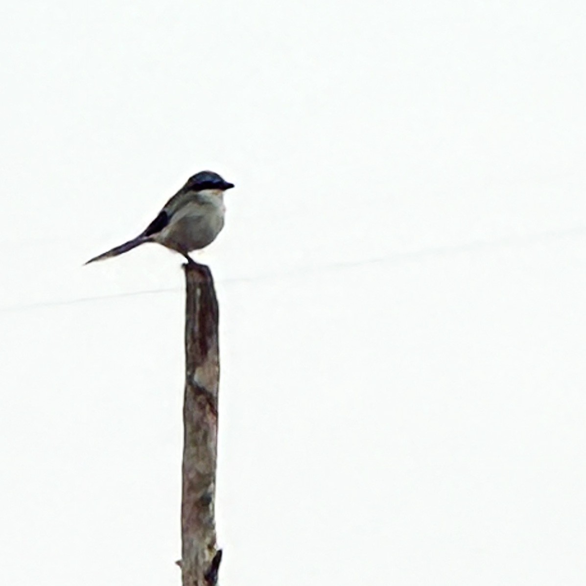 Loggerhead Shrike - ML623898403