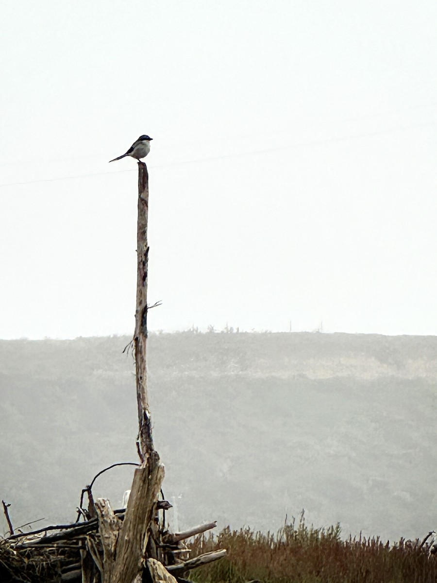 Loggerhead Shrike - ML623898404