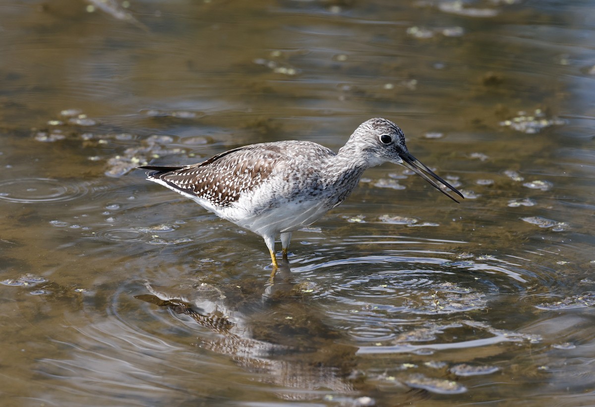 Greater Yellowlegs - ML623898407