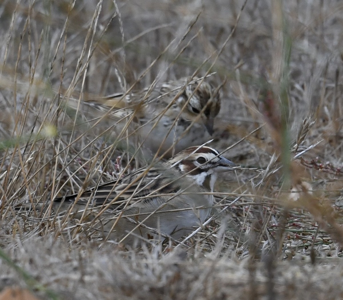 Lark Sparrow - ML623898408