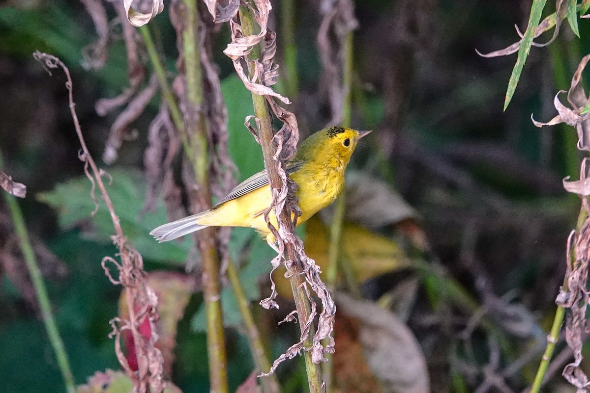 Wilson's Warbler - ML623898409