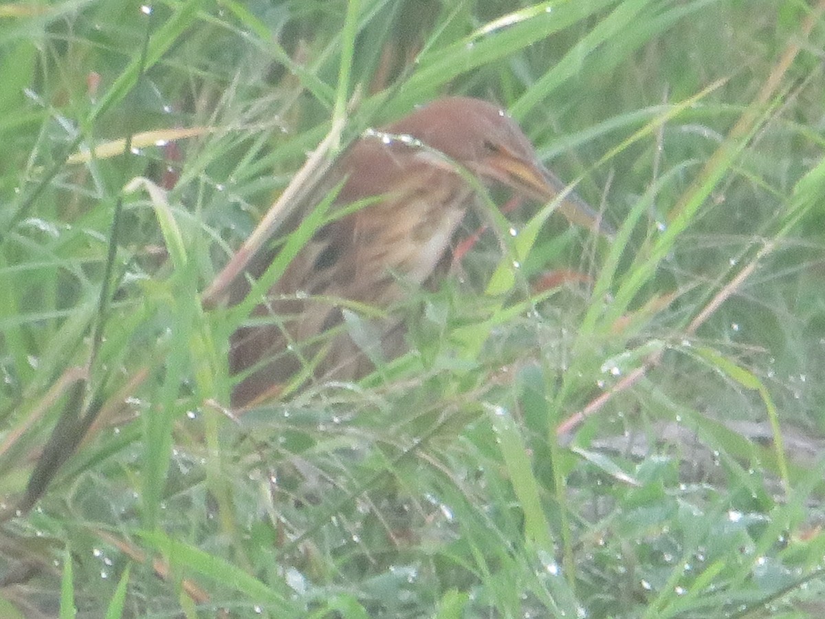 Cinnamon Bittern - ML623898410