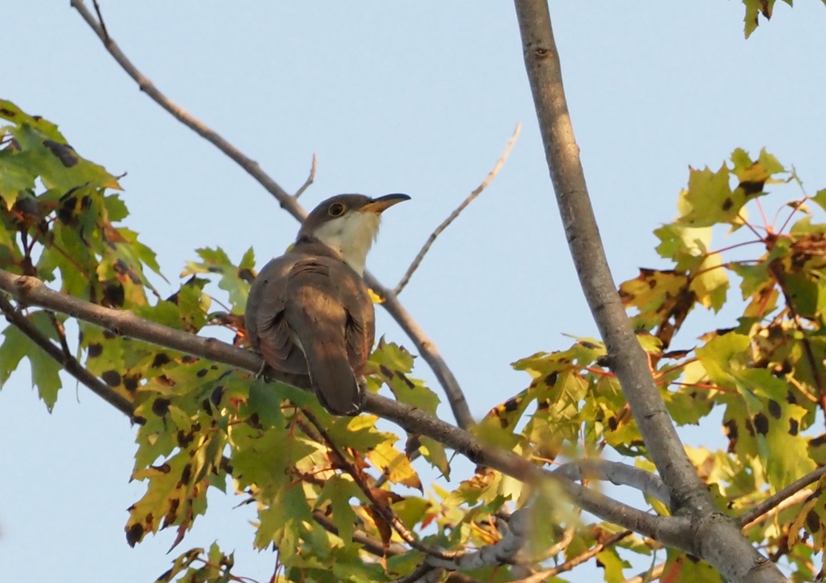 Yellow-billed Cuckoo - ML623898412