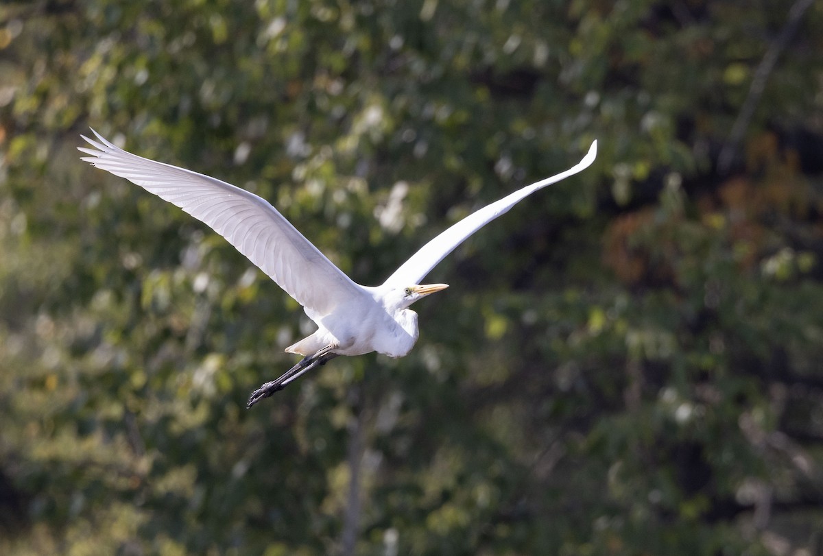 Great Egret - ML623898413