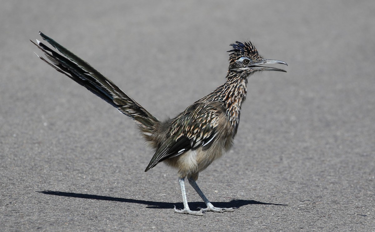 Correcaminos Grande - ML623898414