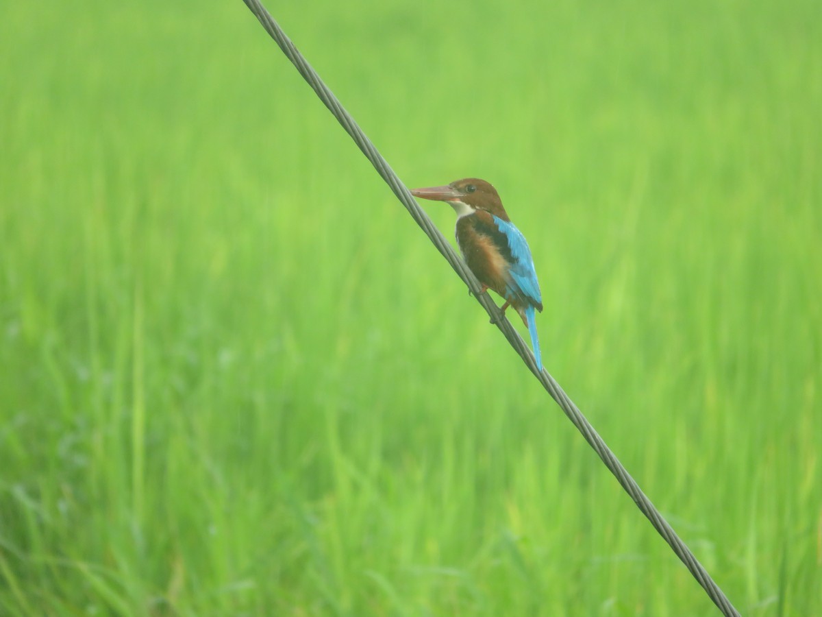 White-throated Kingfisher - ML623898416