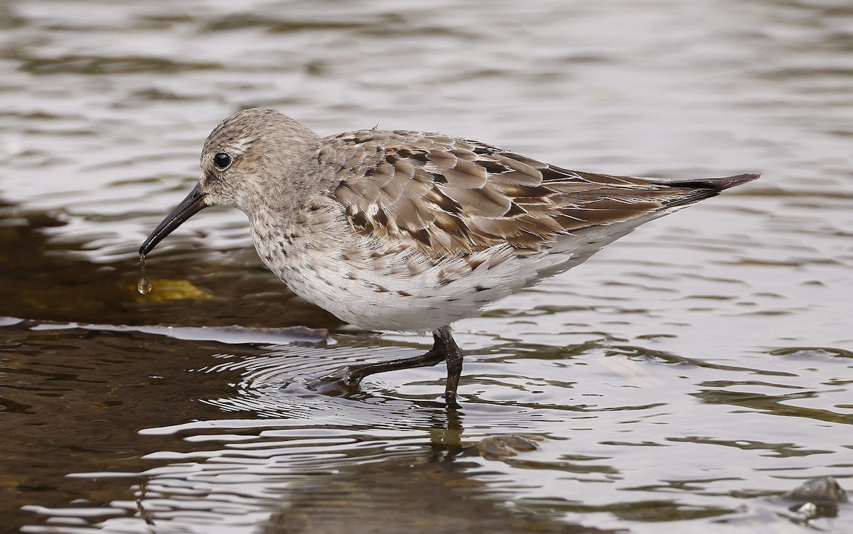 White-rumped Sandpiper - ML623898417