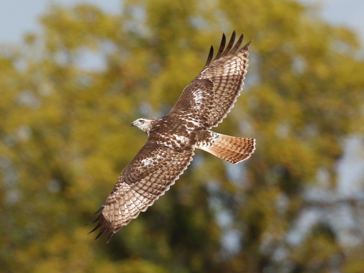 Red-tailed Hawk - ML623898418