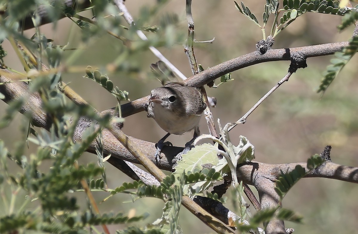 Vireo de Bell - ML623898423