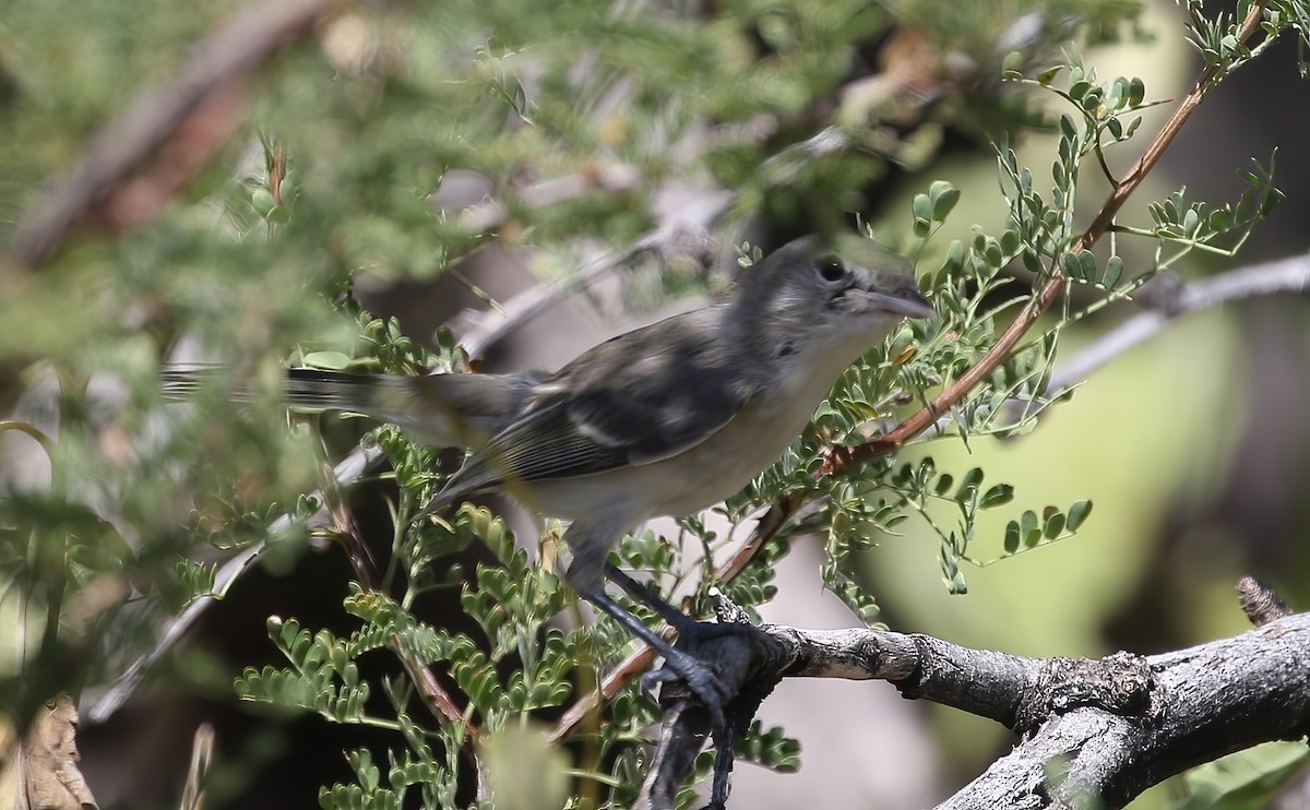 Bell's Vireo - ML623898424