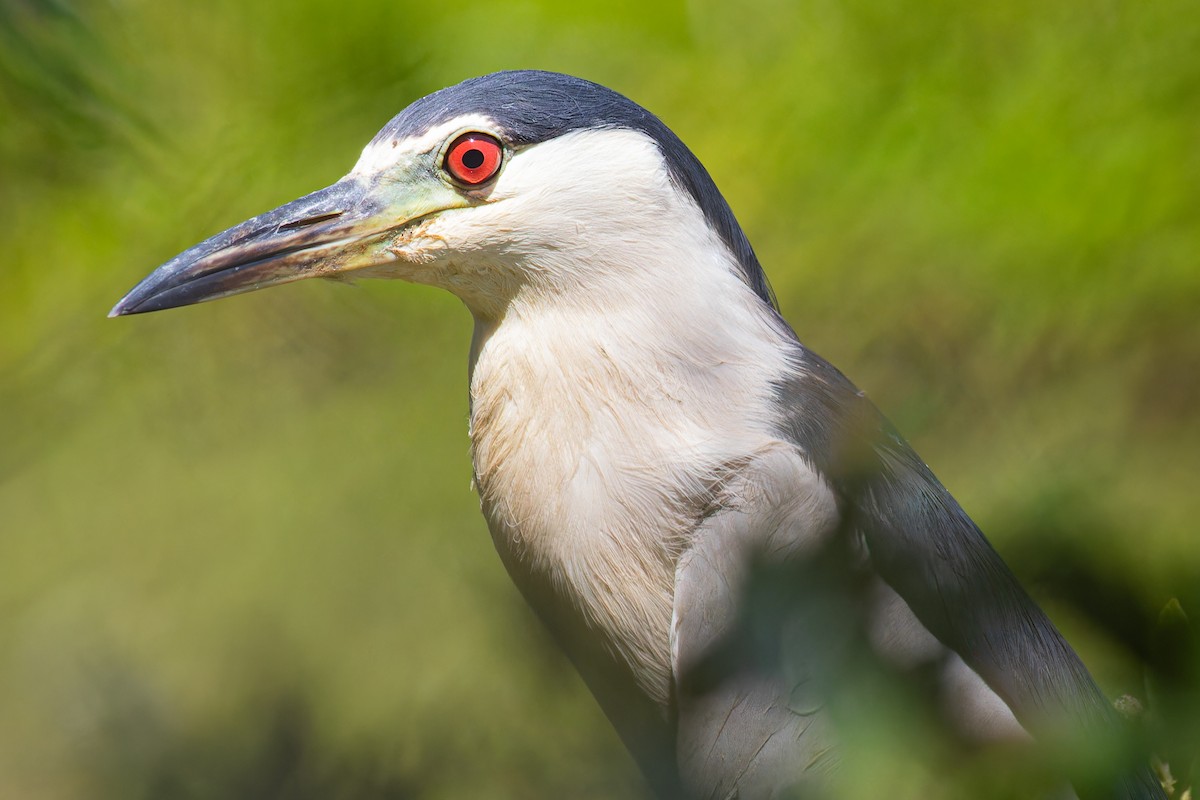 Black-crowned Night Heron - ML623898425