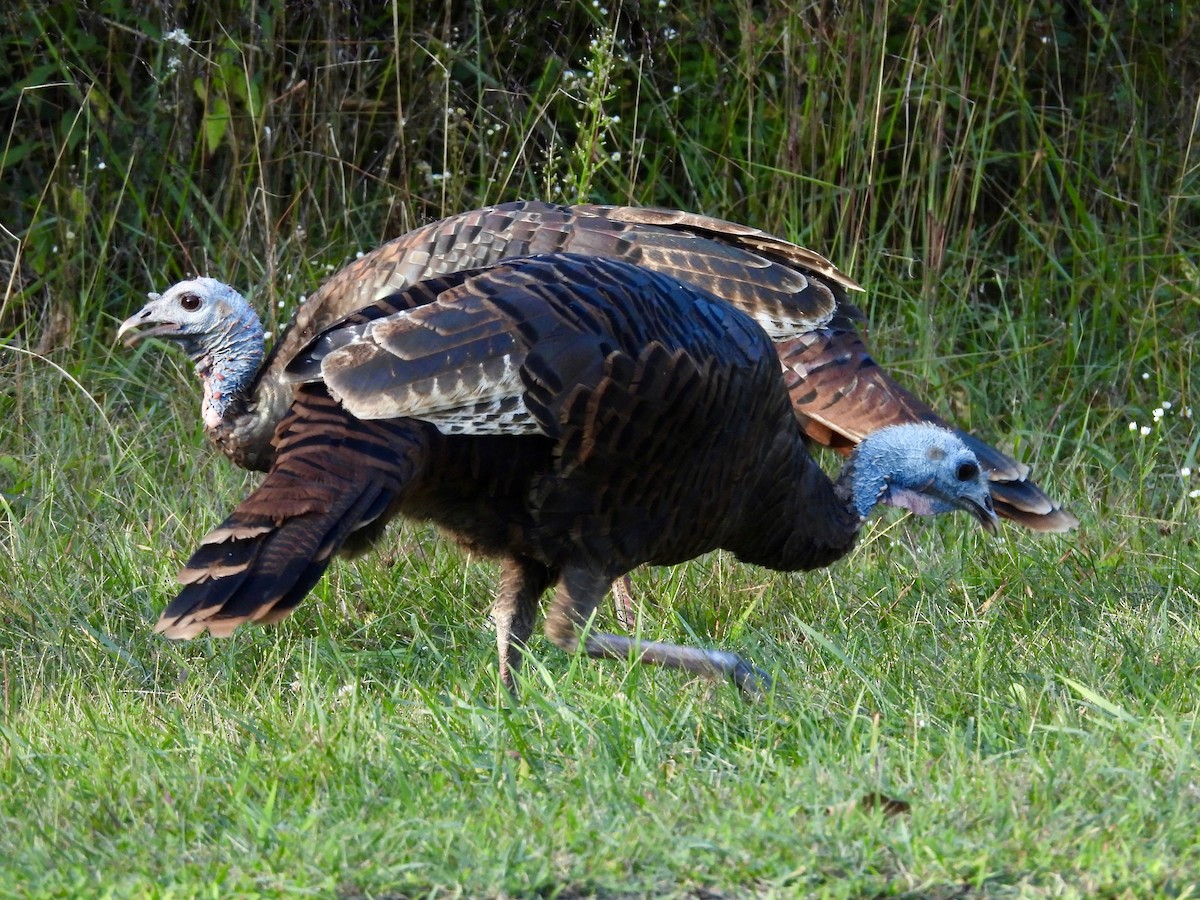 Wild Turkey - ML623898426