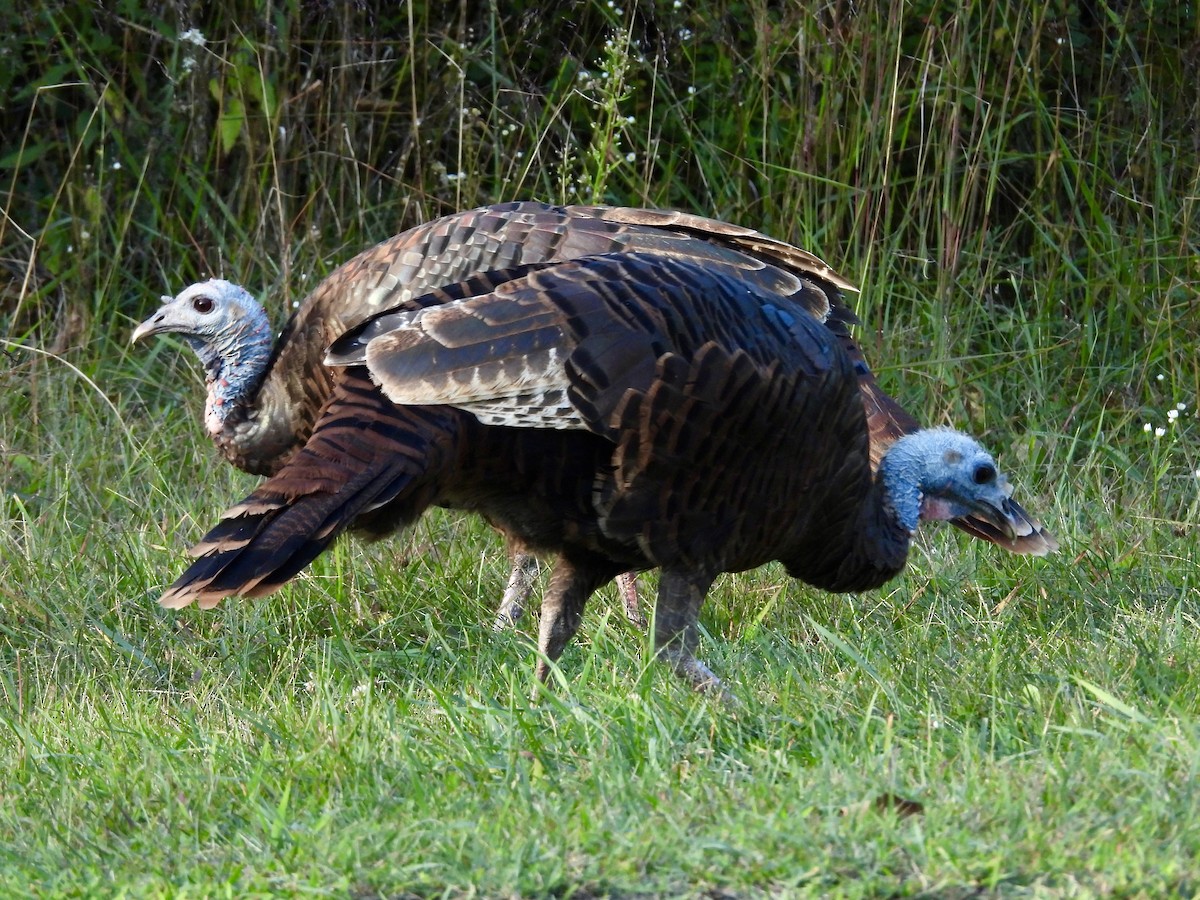 Wild Turkey - Stella Miller