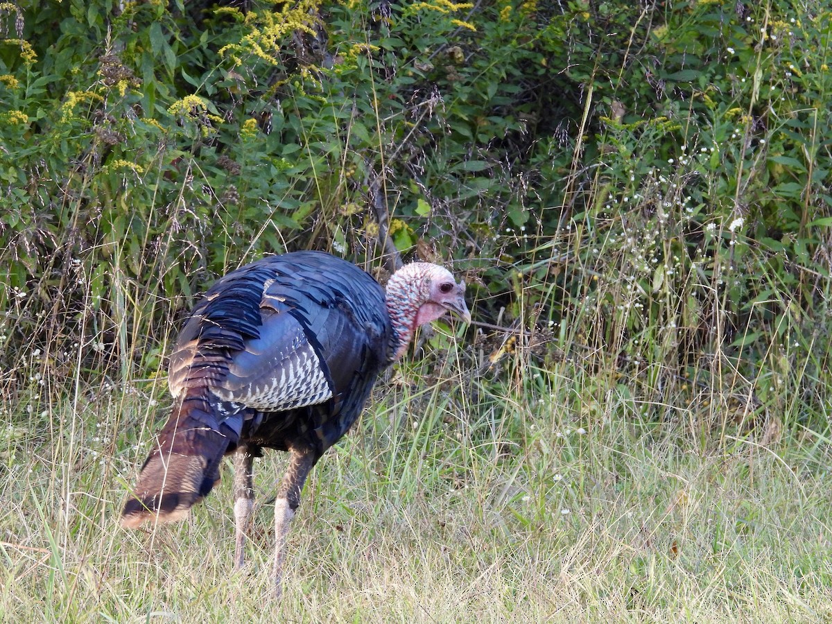 Wild Turkey - ML623898428