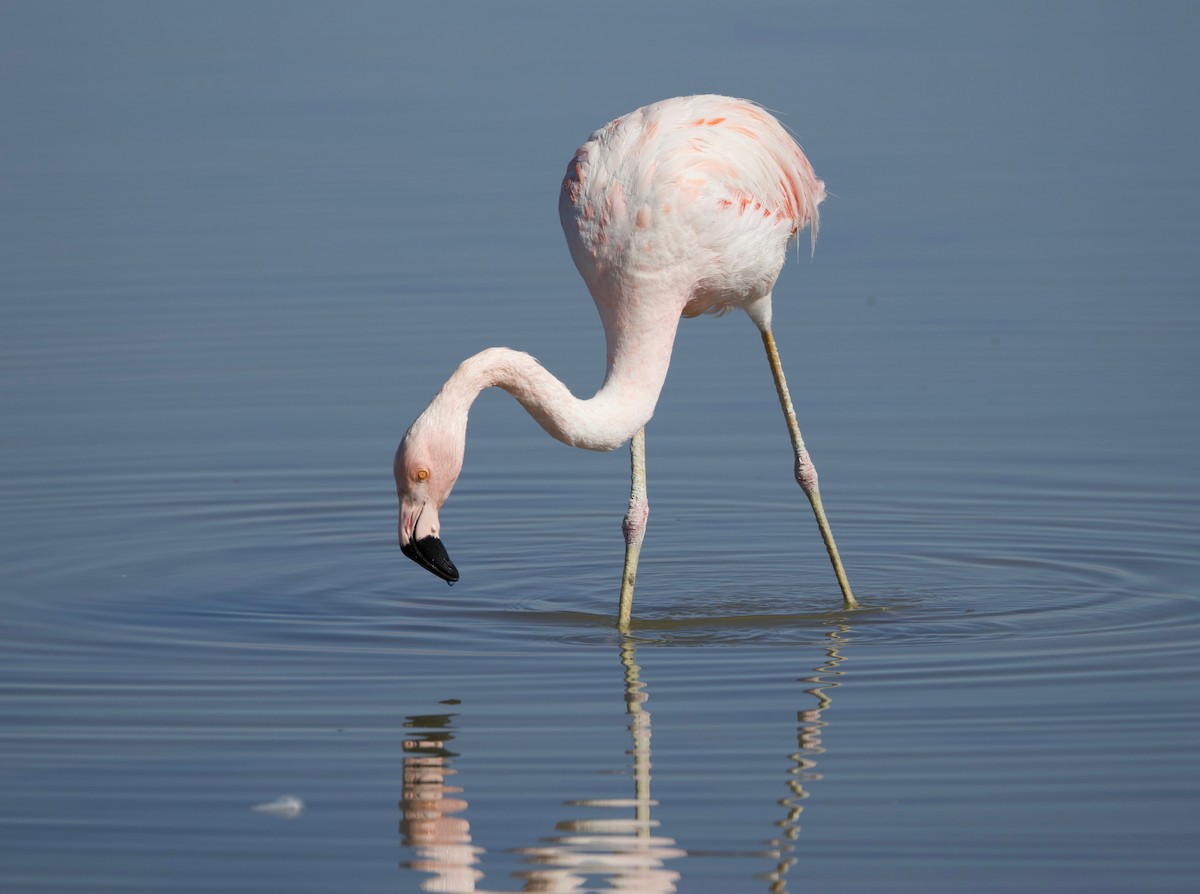 Chilean Flamingo - ML623898429