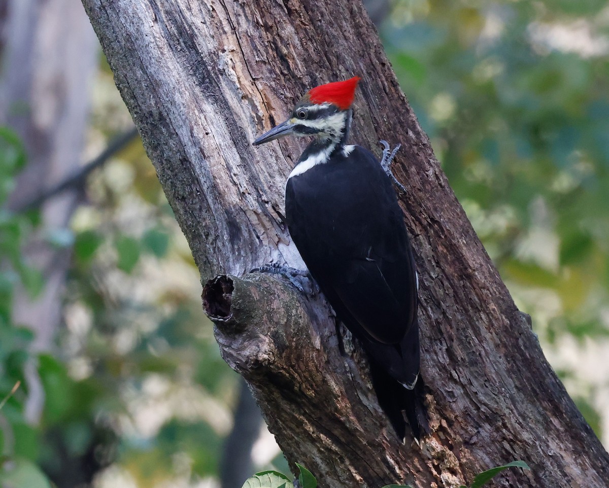 Pileated Woodpecker - ML623898430