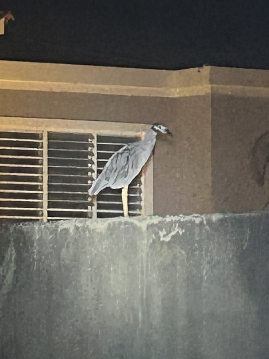 Yellow-crowned Night Heron - ML623898436