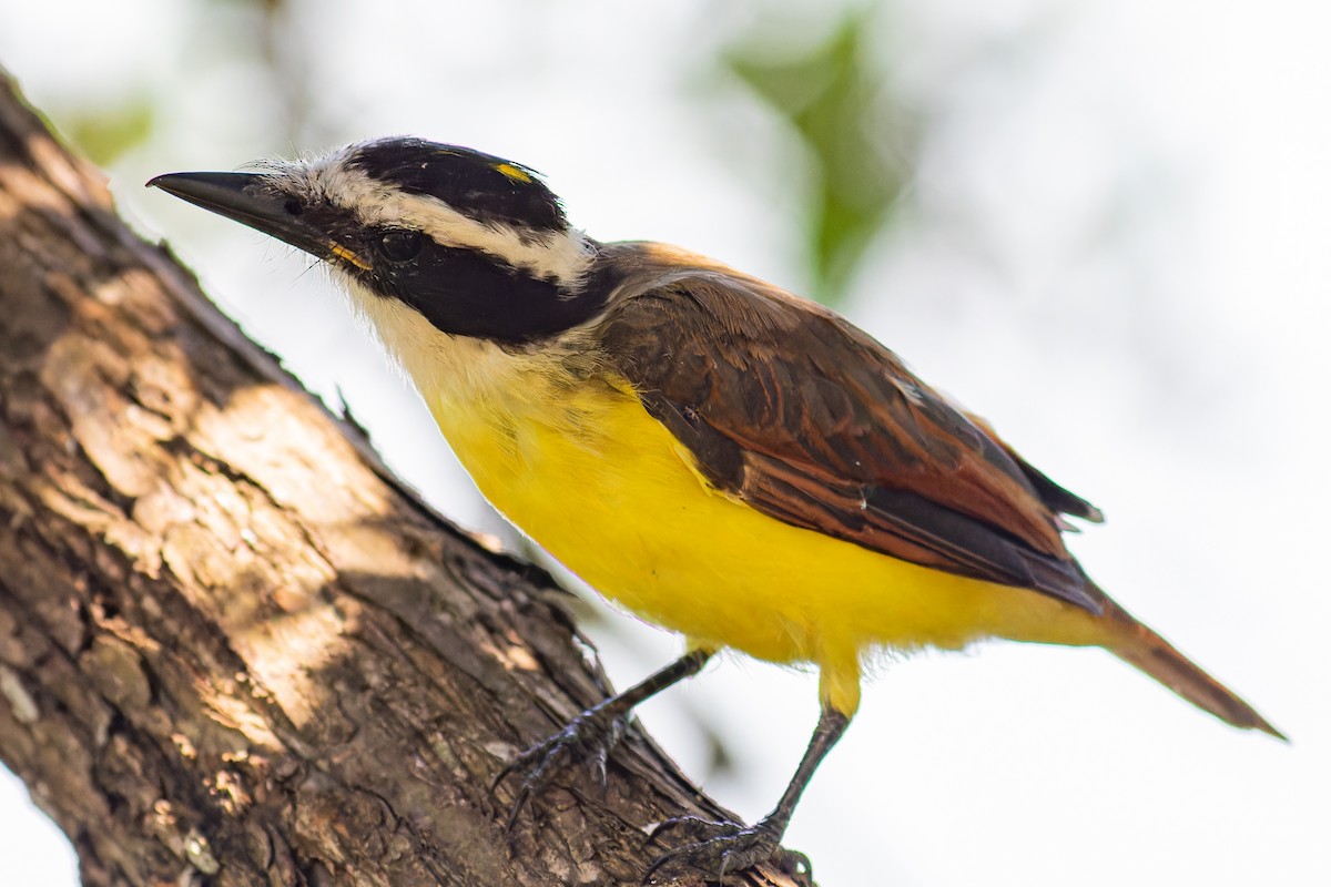 Great Kiskadee - ML623898437