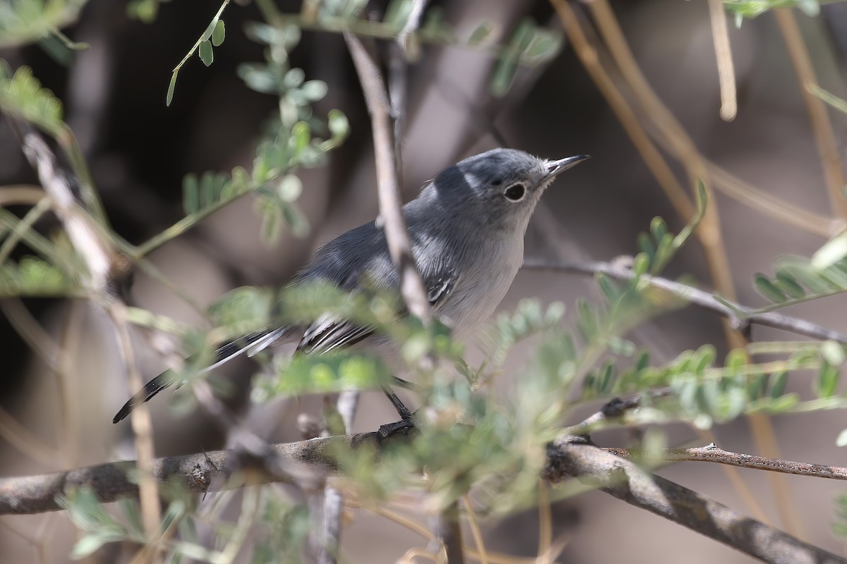 Black-tailed Gnatcatcher - ML623898440