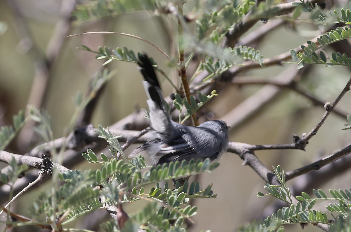 Black-tailed Gnatcatcher - ML623898442