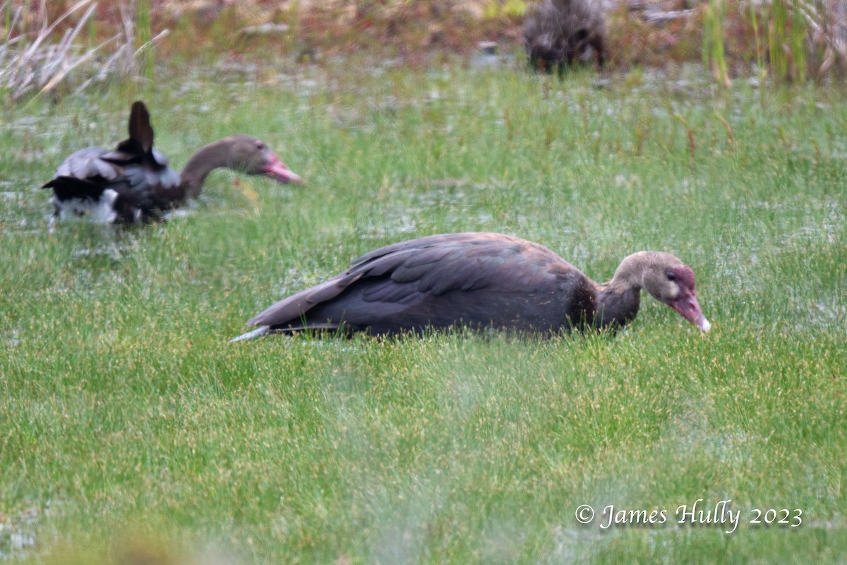 Spur-winged Goose - ML623898444