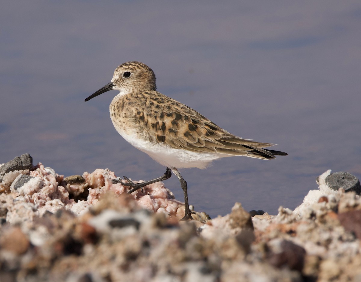 Baird's Sandpiper - ML623898447