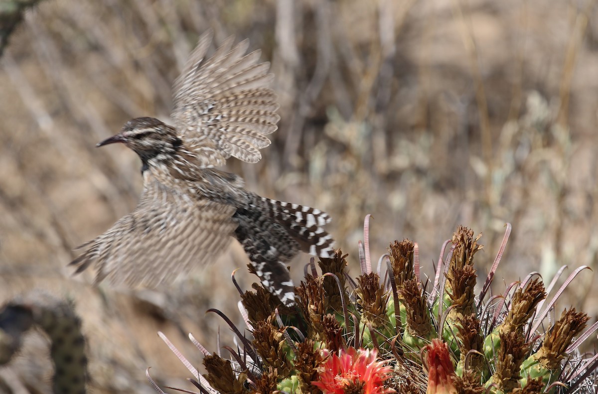 Cactus Wren - ML623898448