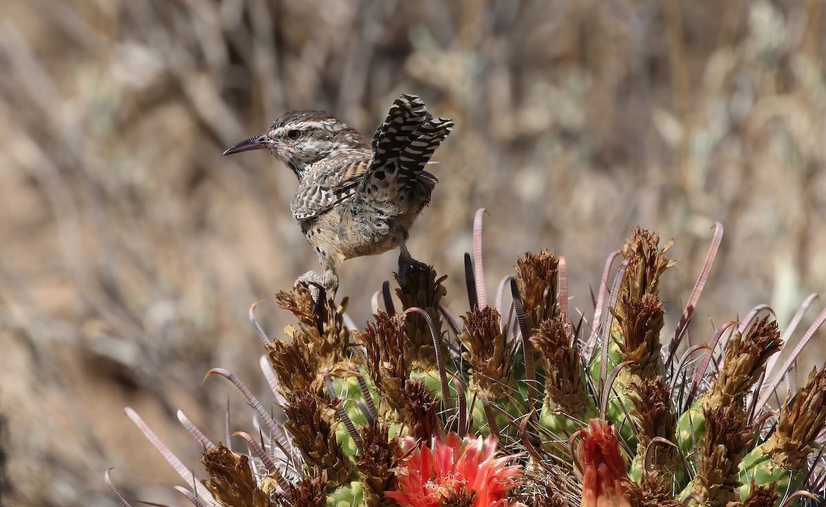 Cactus Wren - ML623898449